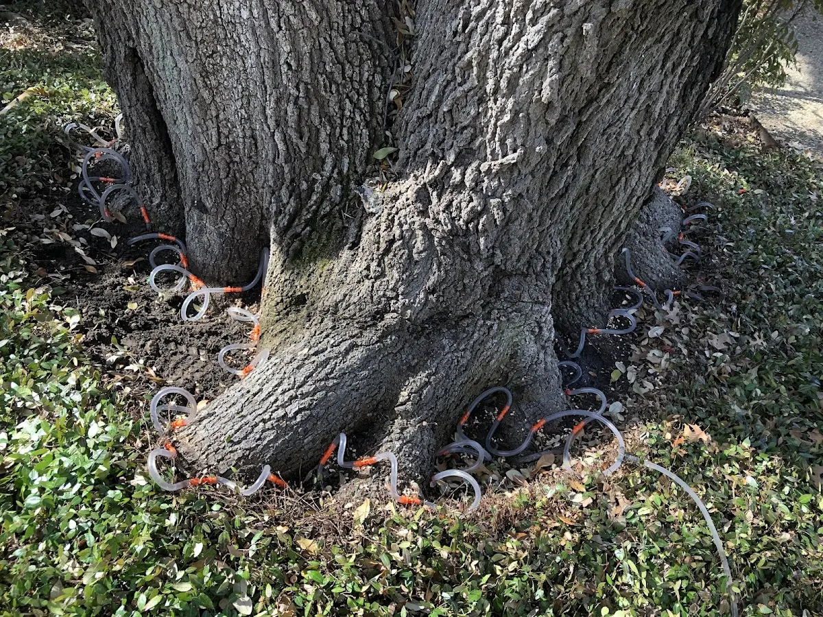 Detailed Tree Cabling and Bracing job site in Healdsburg
