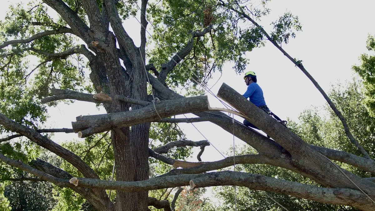 Professional Crown Thinning performed by certified arborists in Healdsburg